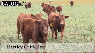 Hartley Cattle Inc.