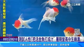 測試人性！「把活金魚打成汁」　暑期營高中生崩潰│94看新聞