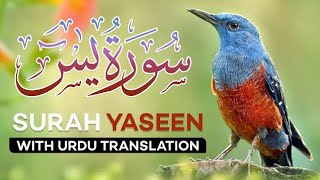 Surah Yasin ( Yaseen ) with Urdu Translation | Quran Tilawat Beautiful Voice | Sheikh Mishary Rashid
