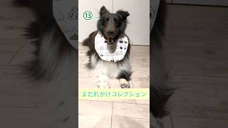 よだれかけを紹介するシェルティvol.2【 #sheltie 】【#shorts 】