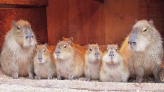 追悼　光くん　ありがとう　須坂市動物園　カピバラ