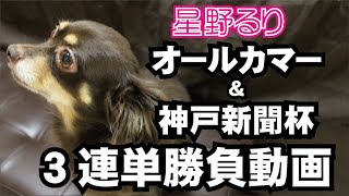 【競馬勝負動画】神戸新聞杯＆オールカマーで勝負しましたよ。【星野るり】