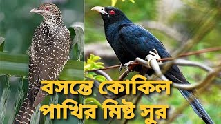 Koyal Ringtone / cuckoo bird sound/ kokil pakir dak/ কোকিল পাখির মিষ্ট সুরে ডাক / কোকিল পাখির ডাক