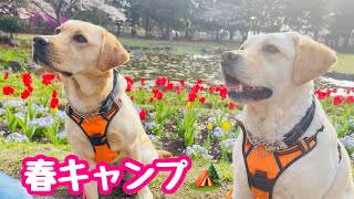 春キャンはお花見も出来て得した気分。ラブラドールきなこ６歳２か月サブレ１歳６か月