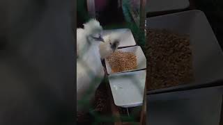 【烏骨鶏】ボンドとシロもモリモリご飯食べてくれています💖🐤🐤💖いいね～！！