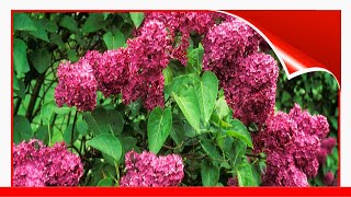 15 Beautiful Varieties Of Lilac 🛋️