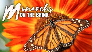 Monarchs On the Brink: Can We Save This Imperiled Butterfly From Extinction?