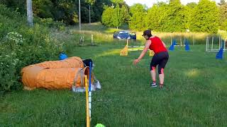 Agility training 02.06.22 (CZ🇨🇿). Ethan, Roy, Astrid \u0026 Rin