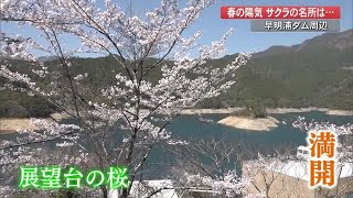 ダム湖を彩る2000本の桜「心が晴れますね」四国の水がめ早明浦ダム　今週いっぱい見ごろ【高知】 (23/03/28 18:40)