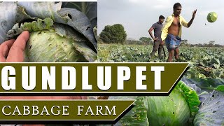 Cabbage farming |Cabbage cultivation|Gundlupet |Cabbage harvest