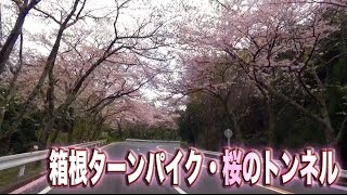 箱根ターンパイク桜トンネル