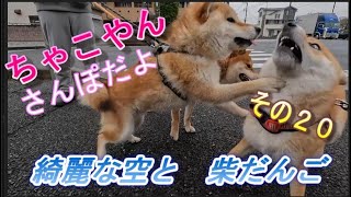 柴犬 ちゃこやん 20 Shiba inu Chaco-yan 綺麗な空と柴だんご　#柴犬  #ワンプロ #犬のいる幸せ