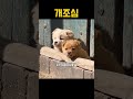 이 집은 든든하겠어요 강아지들 때문에 강아지 댕댕이 dog puppy