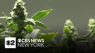 4/20 marijuana warning issued by addiction experts on Long Island