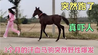 3个月的汗血马驹突然受惊自己跑了，女主人吓坏了一路拼命的狂追