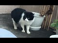 an unimaginable cat turf war｜what happens to the losing cat...