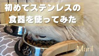 【ステンレスの食器を初体験】THAIN ペットボウルを愛犬ポメラニアンに使ってみた感想レビュー