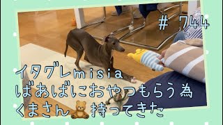 ばあばにおやつもらう為、良い子に待つイタグレｍｉｓｉａ(ミーシャ)【生後753日】【うちの子686日目】【イタリアングレーハウンド】【パピーズママ出身】【2021.5.17生まれ】2023.6.8撮影