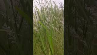 কাশফুলের নরম দোলা।   #shartvideo #natural