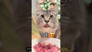 吃货小猫的圣诞礼物 当然是吃到美味的肉肉啦 猫咪：赶紧给我吃一口 小猫也吃顿好的 干饭最积极的小猫 猫咪生骨肉 圣诞萌宠派送