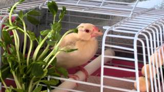 豆苗を食べる文鳥さん / java sparrow