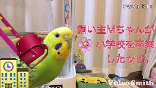 ピッピからの大切なお知らせ   セキセイインコピッピ