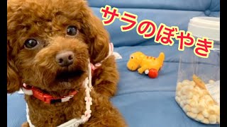 関西弁をしゃべる犬    おやつのボーロにぼやき？【トイプードルのサラ】Talking pets