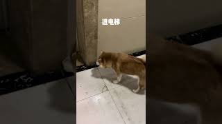 当我测试下狗子的撒手没，和能不能自己找回家，结果…… 柴犬 撒手没 傻狗的日常 萌宠日常记录