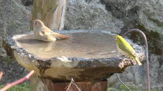 【庭に来る野鳥】ジョウビタキ雌とメジロの水浴び。（2021/02/22）