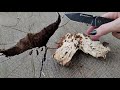 finding a false morel while hunting for morels