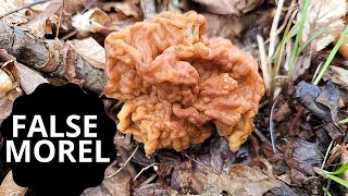 Finding a False Morel while hunting for Morels