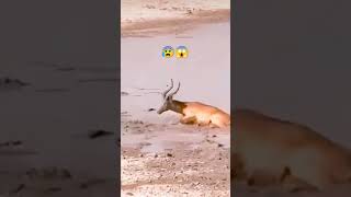 Lioness crunch a neck of stuck gazelle😱😱#lion#crunch #gazelle#hunting #subscribemychannel #plsupport