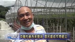 中颱杜蘇芮來勢洶 農民搶收作物避災 南投新聞