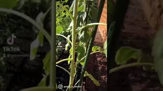 Sunflowers in The #GardenGrid.🌻 Plant spacing is simple, grow one per square.