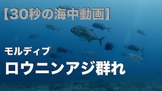 【30秒の海中動画】モルディブ  ロウニンアジの群れ / School of Giant Trevally. Maldives【4K】