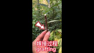 how to grafting，The jackfruit grafting method is shared        菠蘿蜜嫁接方法分享，採用劈接的嫁接技術，這方法成活率高#shorts