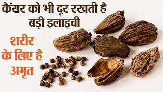 बड़ी इलाइची है अमृत जैसी, कई बड़ी बीमारियों को रखती है दूर, Black Cardamom Health Benefits Jeevan Kosh