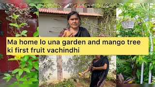 Ma home lo una garden and mango tree ki first fruit vachindhi  #food #garden