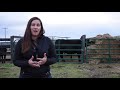 BEEF MINUTES 16: Improve Efficiency of Feeding Hay This Winter