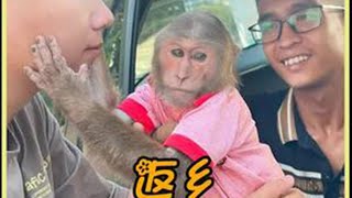 第338集 | 小猴子今天要返乡，干爹给小猴子洗澡，跟小猴子挥手告别 #小猴子 #神奇动物在抖音 #猴子成精