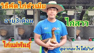 วิธีคัดเลือกไก่ตัวเมียมาพัฒนา ดูจากอะไรได้บ้าง มารับชมกันครับ!