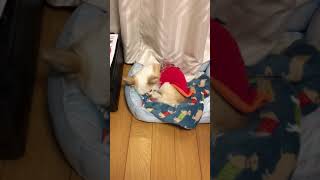 寝言をいうチワワ　Chihuahua saying sleep