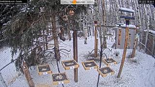 2025-01-07 - Foothills Birds - Live BirdCam [65+ Species]