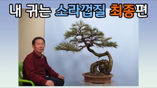 분재관리 248강-내 귀는 소라껍질 - 최종편