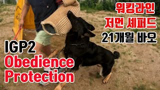 워킹라인 저먼 셰퍼드21개월 바오와 IGP2 훈련 대회 준비! Germanshepherd Workingline IGP2 Obedience\u0026Protection Training!!