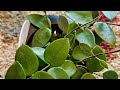 Hoya Haul, Potting and Trellising Video