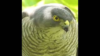 捕食者の目【ツミ】猛禽類タカ科の野鳥