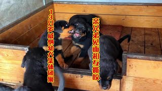 13只罗威纳幼犬团聚，亲兄弟见面相互撕咬，骂架模式惊天动地