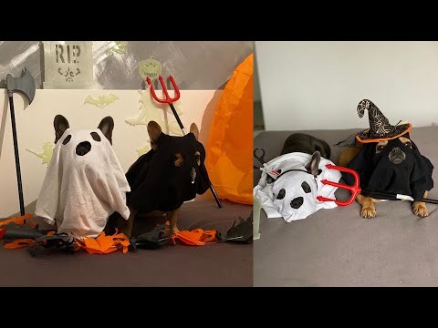 DIY Halloween Costume For Dogs - YouTube