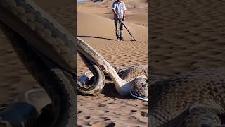 Snake vs Ostrich: Desert Survival Clash! 🐍🦩\